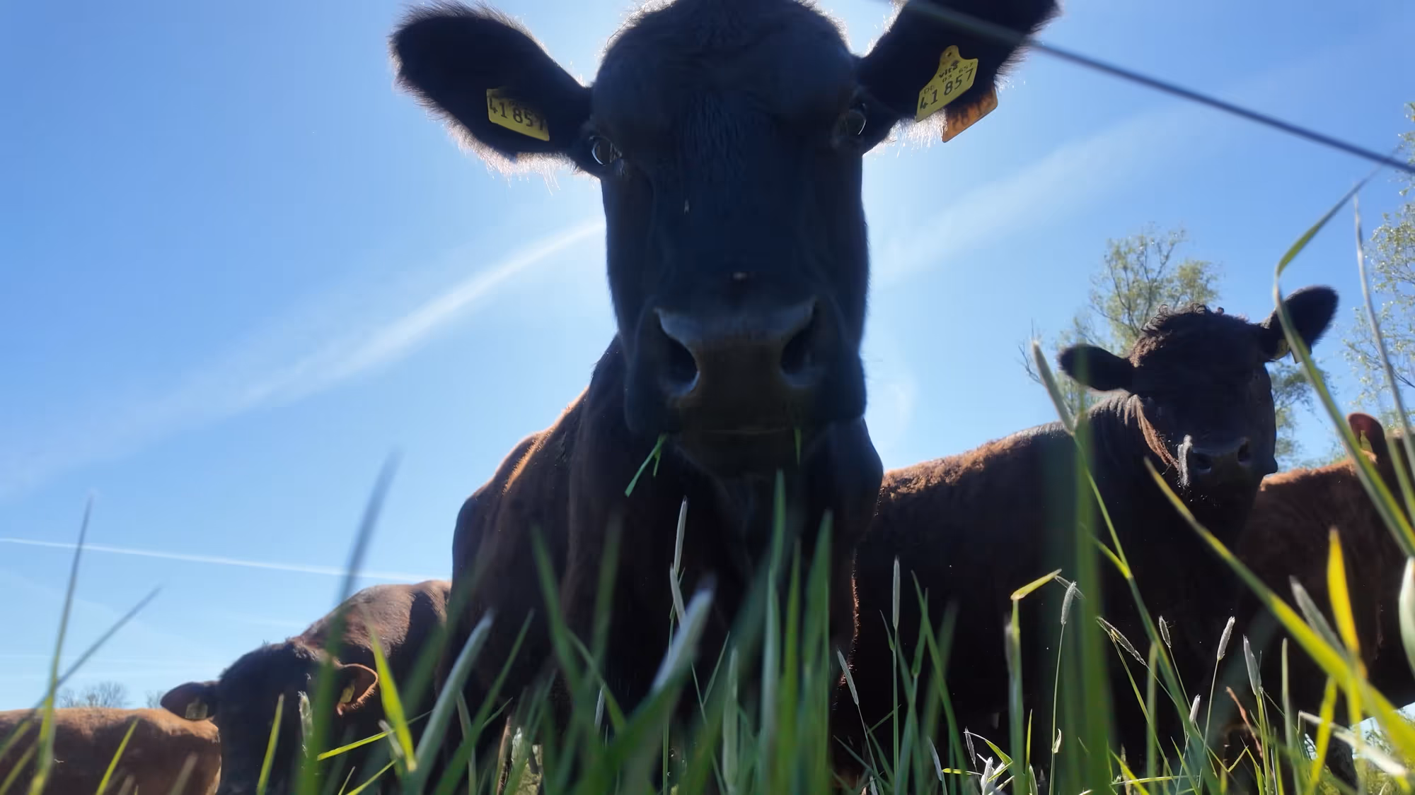 Angus-Rinder auf der Weide am Elbdeich in Hamburg-Moorburg