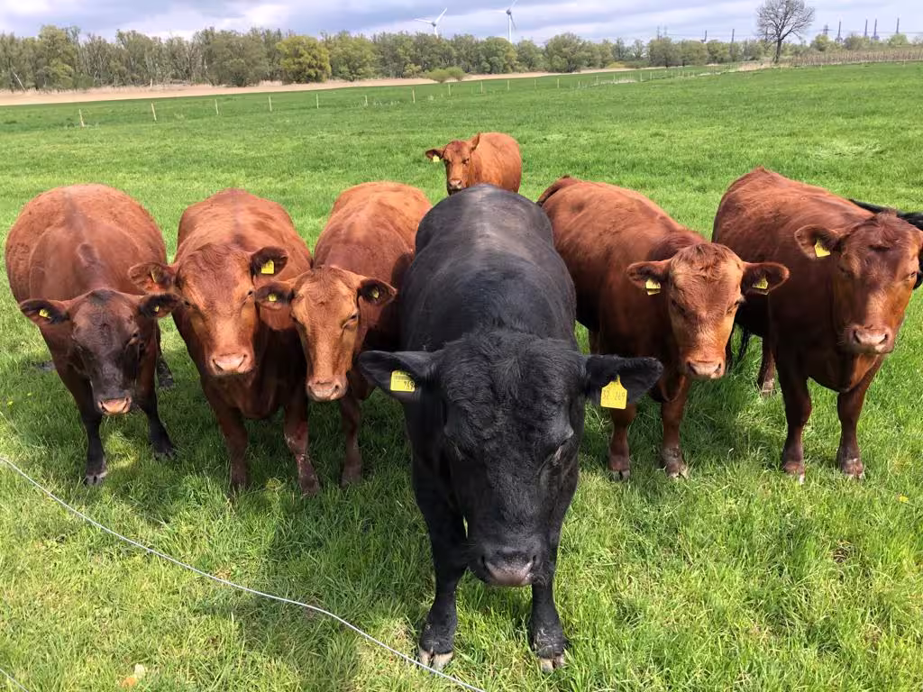 Angus-Rinder auf der Weide am Elbdeich